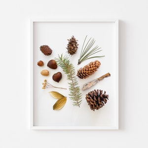 Foraging in the Woods Photography Art Print - Foraged Natural Pinecones, Pine Needles, Bark From the Colorado Rockies - Cabin Decor