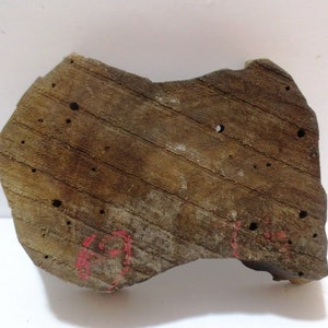 May include: A piece of rough-hewn wood with a natural brown colour and a slightly irregular shape. The wood has several small holes and a red mark on the bottom.