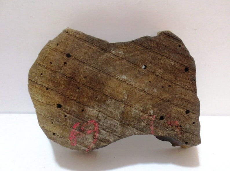 May include: A piece of rough-hewn wood with a natural brown colour and a slightly irregular shape. The wood has several small holes and a red mark on the bottom.