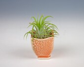 Tiny air plant holder, light stoneware, handmade pottery, slab built, river of rice stamped, peach or light coral