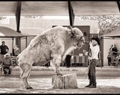 White Buffalo, New Mexico Expo (State Fair), 2012, Platinum-Palladium Print