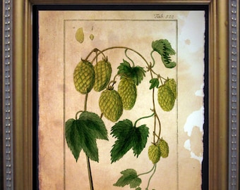 Vintage Hops Humulus Lupulus Art  Beer Hops Art Print   on Tea Stained Paper dog art  dog s      xmas  for momWFH office art