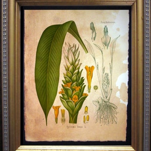 Peut inclure: Une illustration botanique vintage de curcuma, également connu sous le nom de Curcuma longa, avec des dessins détaillés des feuilles, des fleurs et des racines de la plante. L'illustration est sur un papier crème avec un aspect vieilli brun.