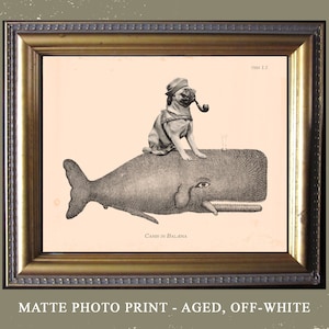 May include: A black and white illustration of a pug wearing a sailor hat and holding a pipe, riding on top of a whale. The text "Canis in Bal&aelig;na" is printed below the image.