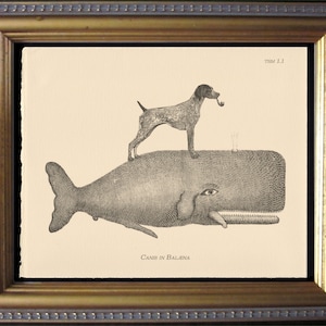 May include: A black and white illustration of a dog riding a whale. The dog is holding a pipe in its mouth. The text "Canis in Balena" is printed below the image.