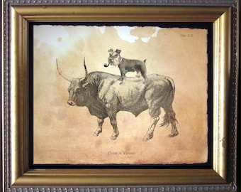 Mini Schnauzer Dog Riding Bull Vintage Style Art Print