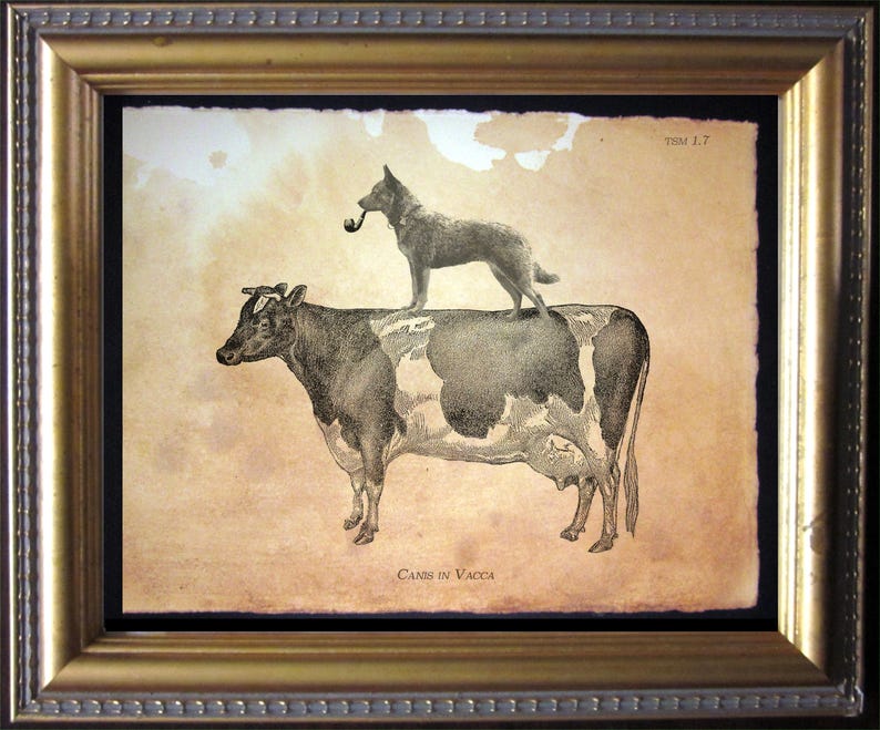 Australian Cattle Dog Riding Cow Vintage Collage Print Tea Stained dog art dog for her novelty for easter WFH office art image 1