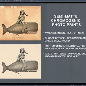 Pu&ograve; includere: Due stampe fotografiche cromogeniche semimatte che ritraggono un carlino con cappello e pipa sopra una balena. Il testo include: SEMI-MATTE CHROMOGENIC PHOTO PRINTS, AVAILABLE IN 8x10, 11x14, OR 16x20, CHOOSE BETWEEN TEA-STAINED OR CREME BACKGROUND.