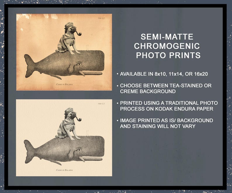 Pu&ograve; includere: Due stampe fotografiche cromogeniche semimatte che ritraggono un carlino con cappello e pipa sopra una balena. Il testo include: SEMI-MATTE CHROMOGENIC PHOTO PRINTS, AVAILABLE IN 8x10, 11x14, OR 16x20, CHOOSE BETWEEN TEA-STAINED OR CREME BACKGROUND.