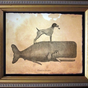 May include: A black and white illustration of a dog riding a whale. The dog is wearing a hat and smoking a pipe. The text "Canis in Balena" is printed below the image.
