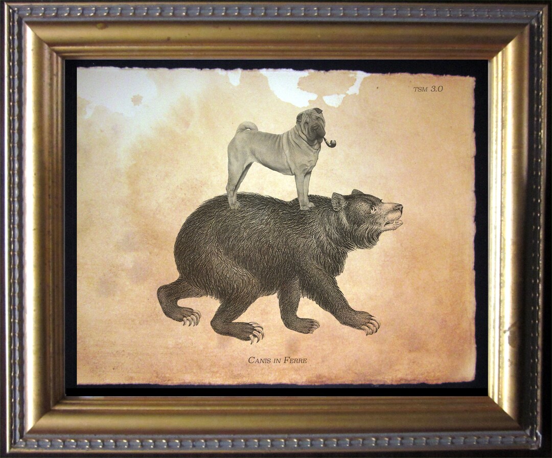 Bear Hunting Hunting Airedale Puppies For Sale Grizzly Bear