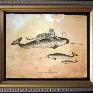 May include: A vintage-style illustration of a cat riding on the back of a narwhal. The caption reads "Felis Catus in Narwhal".