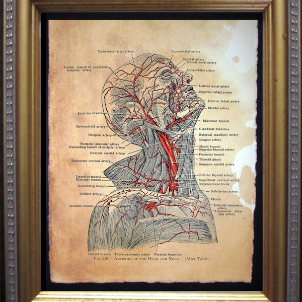 Arteries of the Head and Neck Diagram Art Print  Vintage Anatomy Art Print  on Tea Stained Paper dog art  dog s   WFH office art