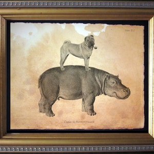 May include: A vintage illustration of a Shar-Pei dog sitting on the back of a hippopotamus. The image is in black and white and has a brown background. The text "CANIS IN HIPPOPOTAMUS" is printed below the image. The text "TSM 2.1" is printed in the top right corner.