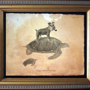 May include: A framed print on aged, tan paper featuring a black and white illustration of a small dog with a pipe standing on a large sea turtle, with a smaller turtle below. The text TSM 1.5 and Canis in Mare Turtures are printed on the paper.