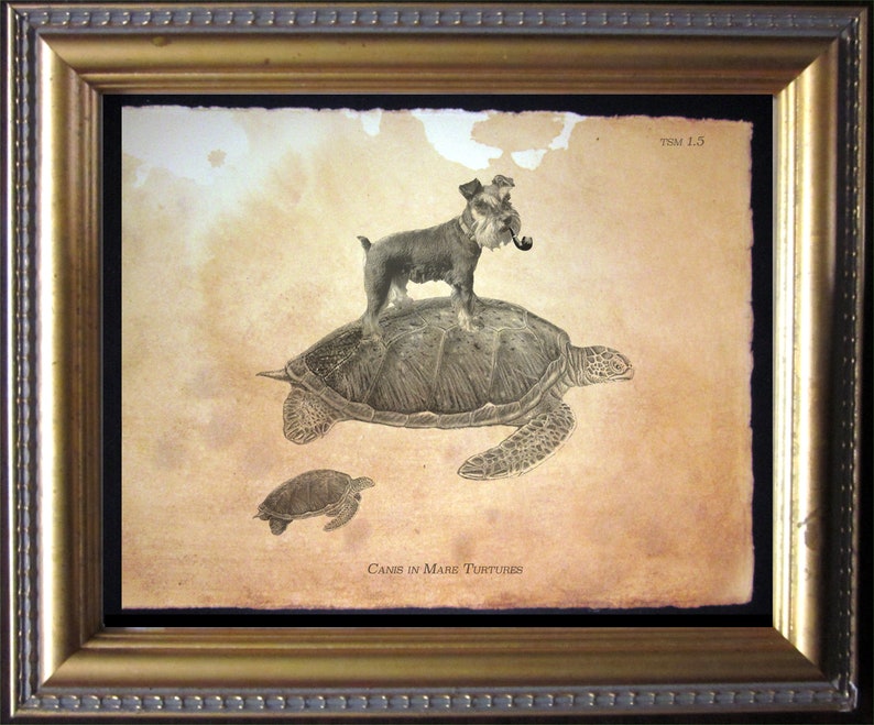 May include: A framed print on aged, tan paper featuring a black and white illustration of a small dog with a pipe standing on a large sea turtle, with a smaller turtle below. The text TSM 1.5 and Canis in Mare Turtures are printed on the paper.