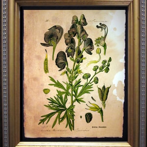 Vintage Monkshood  Monkshood Poisonous Plant Illustration  on Tea Stained Paper dog art  dog s      xmas  for momdog christmas gift