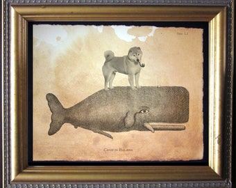 May include: A vintage-style illustration of a dog sitting on top of a whale. The dog is wearing a hat and smoking a pipe. The text "CANIS IN BALENA" is printed below the image. The text "TSBM 1.1" is printed in the upper right corner.