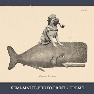May include: A cream-colored photo print featuring a black and white illustration of a pug wearing a hat and holding a pipe, sitting atop a large whale. The text TSM 1.1 appears in the top right corner, and the text Canis in Bal&aelig;na is at the bottom.
