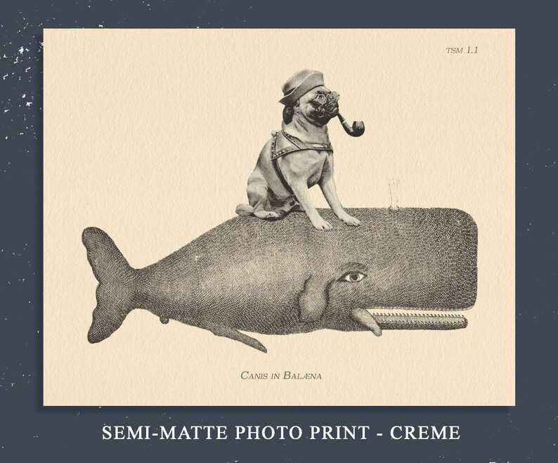 May include: A cream-colored photo print featuring a black and white illustration of a pug wearing a hat and holding a pipe, sitting atop a large whale. The text TSM 1.1 appears in the top right corner, and the text Canis in Bal&aelig;na is at the bottom.
