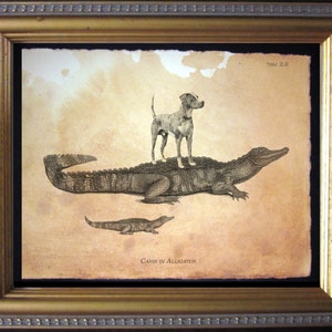May include: A vintage illustration of a dog standing on top of an alligator with the text "Canis in Alligator" below. The image has a brown, aged paper background.