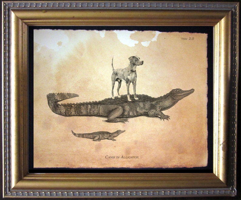 May include: A vintage illustration of a dog standing on top of an alligator with the text "Canis in Alligator" below. The image has a brown, aged paper background.
