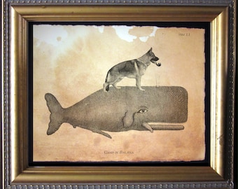 May include: A vintage-style illustration of a German Shepherd dog standing on the back of a whale. The image is titled "Canis in Balena" and has the number "TSM 1.1" in the top right corner.