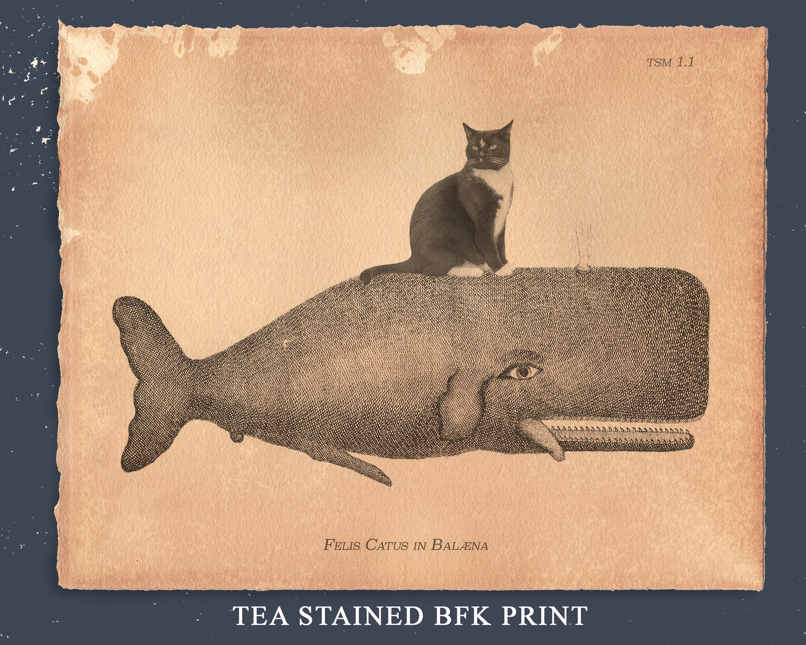 Tuxedo Cat Riding Whale Vintage Style Print