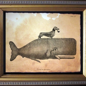 May include: Framed artwork featuring a dachshund dog with a pipe standing on a whale illustration. The artwork has a vintage aesthetic with a gold frame and the text "Canis in Balena".
