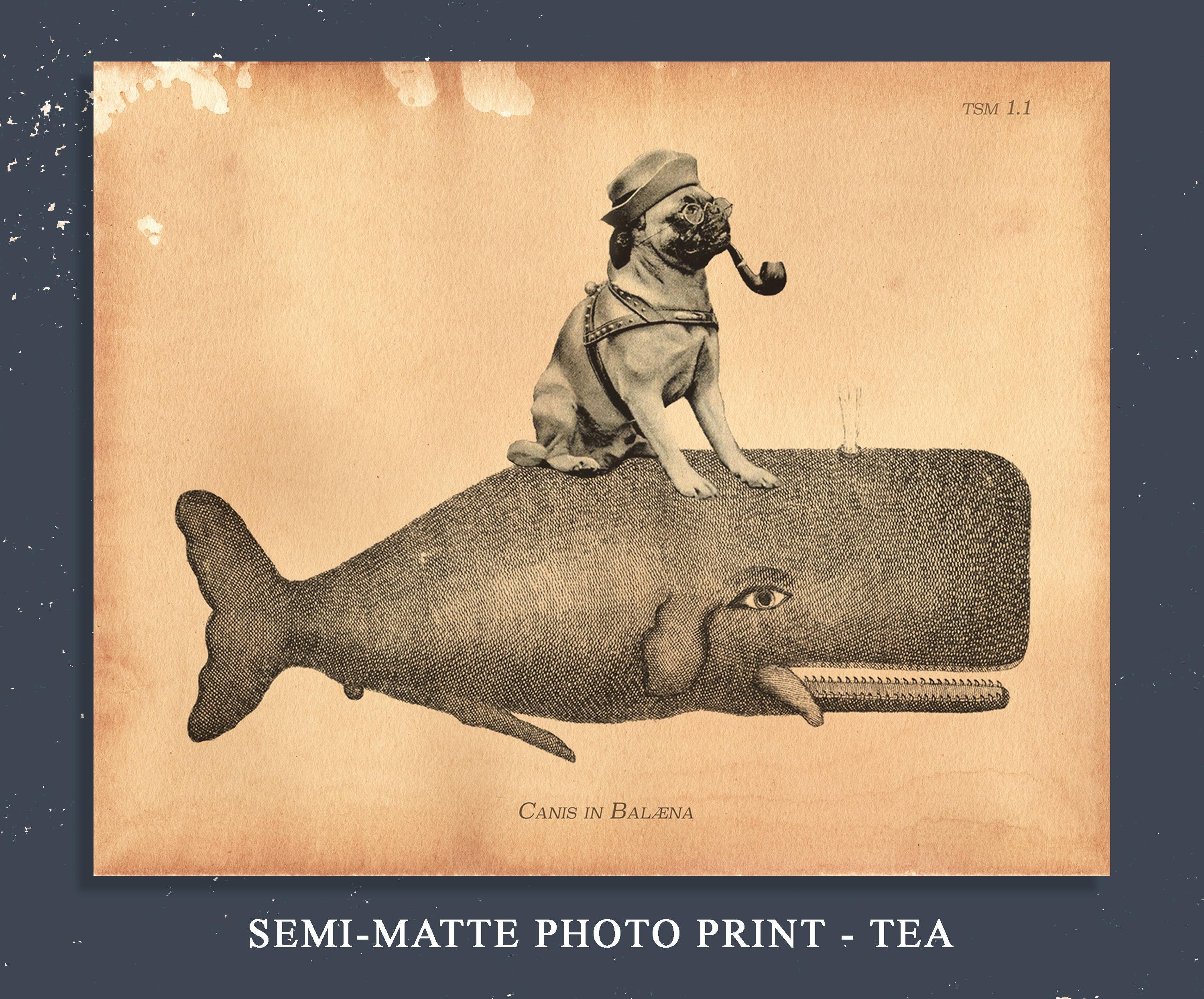 German Shorthaired Pointer Riding Whale – Vintage Collage Art