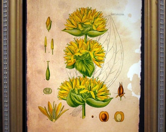 Vintage Great Yellow Gentian Art  Gentiana Lutea  Vintage Gentian Art Print   on Tea Stained Paper     xmas  for momdog christmas gift