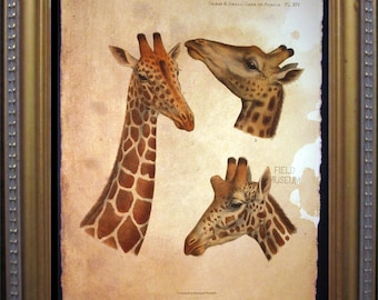 Giraffe Art Print  Animal Art Print   on Tea Stained Paper dog art  dog s        xmas  for momWFH office artdog christmas gift