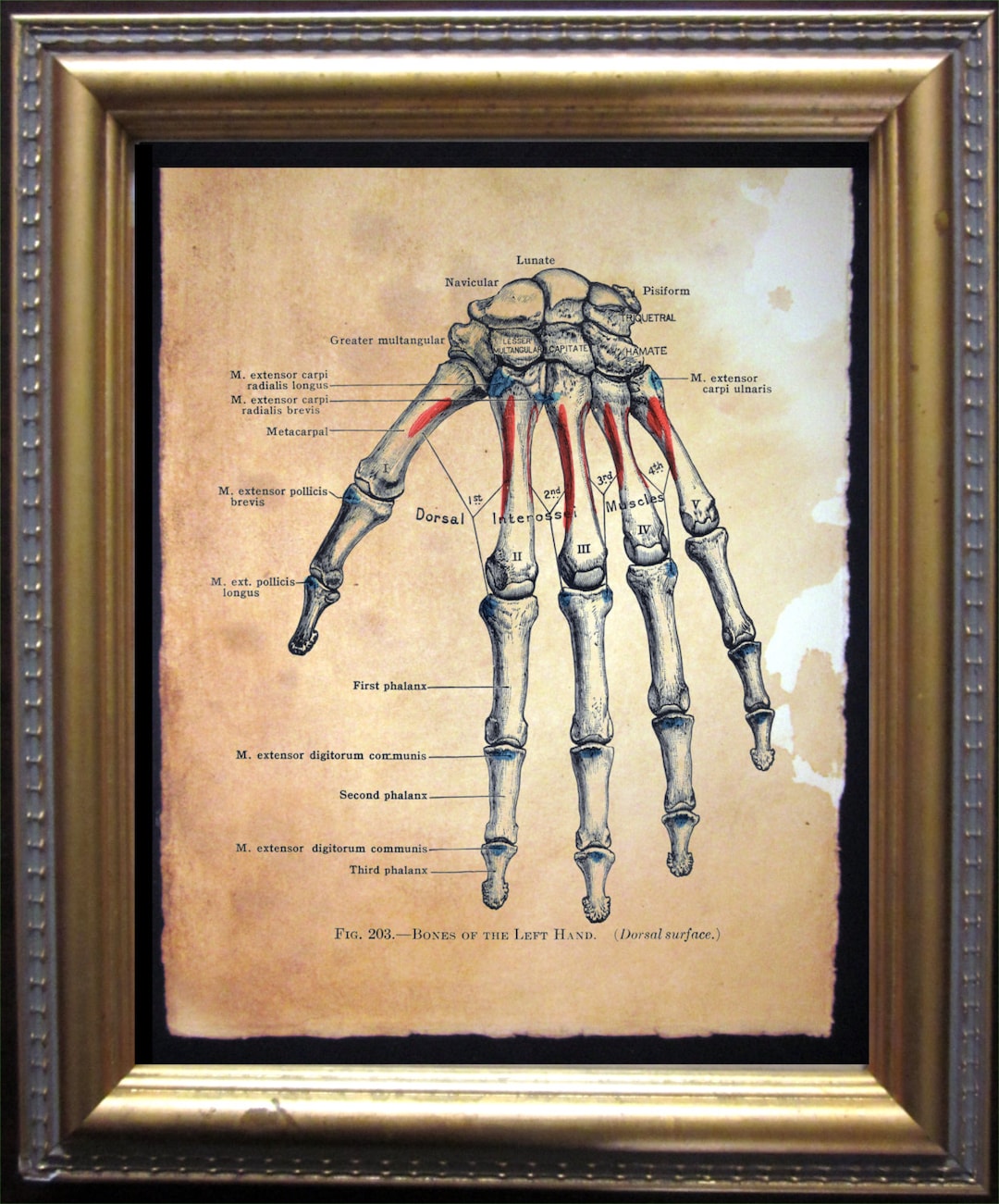 Bones of Left Hand Diagram Skeleton – Vintage Tea-stained Medical ...