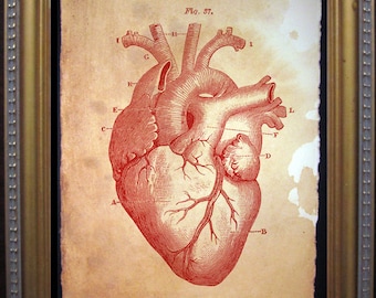 Heart Diagram Art Print  Vintage Anatomy Art Print  on Tea Stained Paper dog art  dog s        xmas  for momWFH office artdog christmas gift