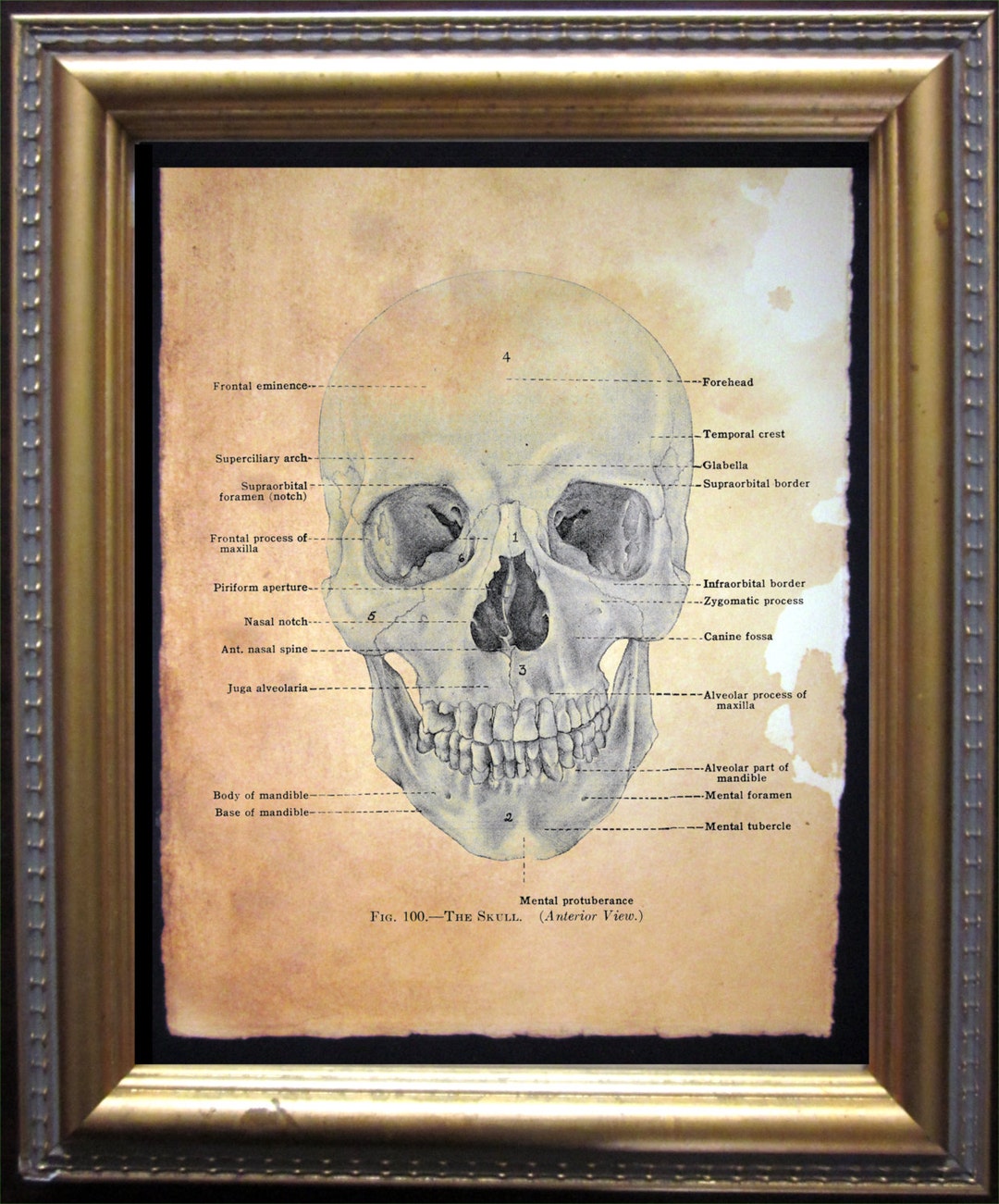 Skull Diagram Skeleton – Vintage Tea-stained Medical Illustration