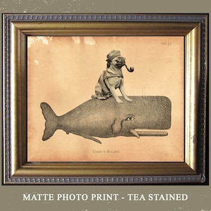 May include: A vintage-style illustration of a pug wearing a sailor hat and holding a pipe, riding on the back of a whale. The image is framed in a gold frame and has a tea-stained effect. The text "Cains in Balena" is printed below the image.