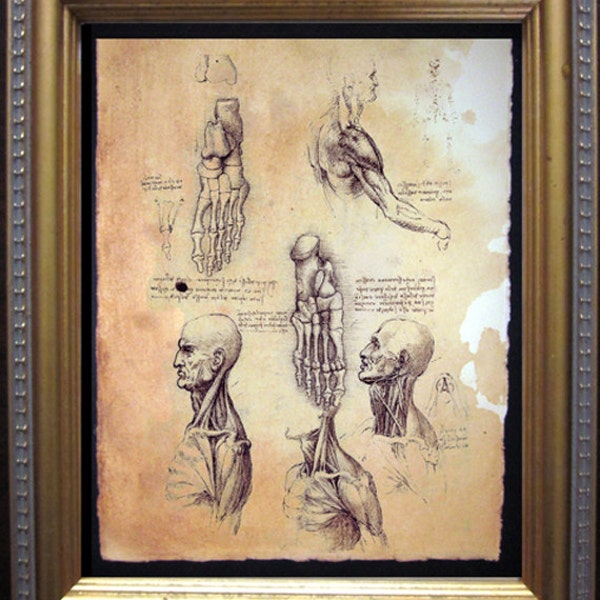 Leonardo Da Vinci Anatomy Art Print  on Tea Stained Paper dog art  dog s        xmas  for momWFH office artdog christmas gift