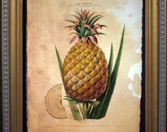 Vintage Pineapple Plant Art Pineapple Fruit Flower Art Print Tea Stained Paper   for dad vintage print welcome pineappleWFH office art