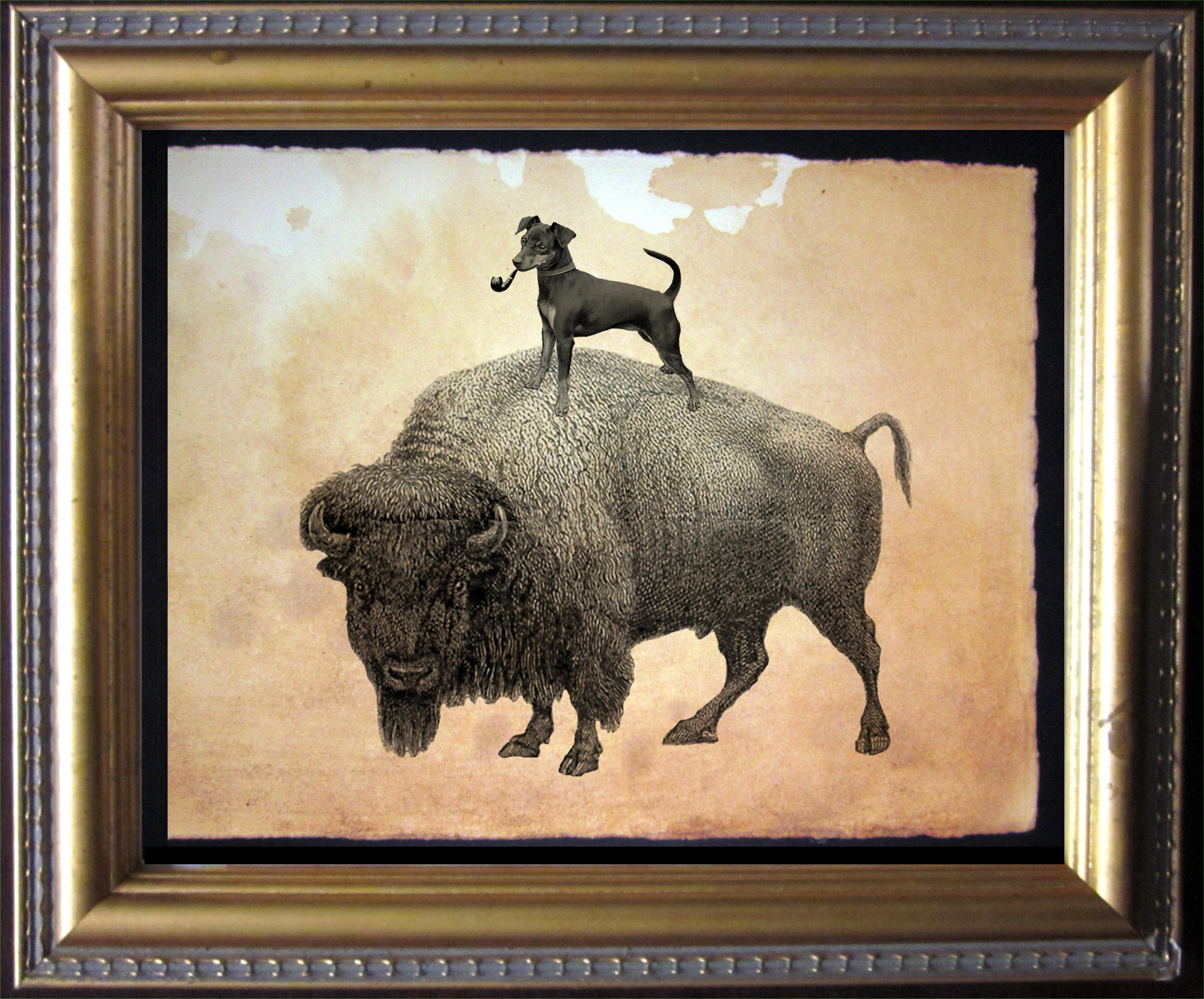 Miniature Pinscher Min Pin Riding Buffalo Vintage Collage ...