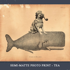 May include: A sepia-toned print featuring a pug wearing a hat and smoking a pipe, perched atop a whale. The illustration has a vintage aesthetic, with the text "Canis in Balena" at the bottom. The print is labeled "Semi-Matte Photo Print - Tea".