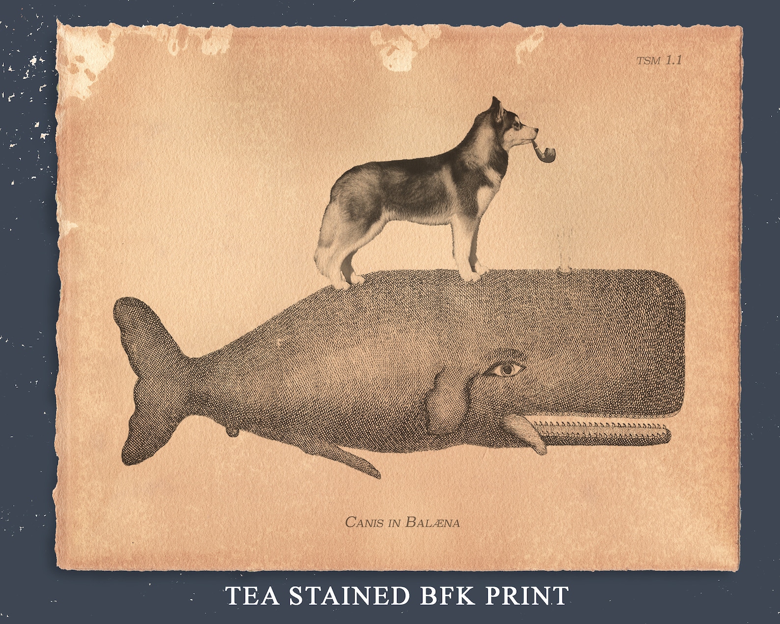 Siberian Husky Riding Whale – Vintage Style Collage Art Print Tea ...