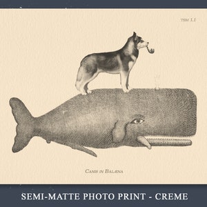 Siberian Husky Riding Whale – Vintage Style Collage Art Print Tea ...