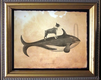 May include: A black and white Boston Terrier dog riding on the back of a black and white orca whale. The image is in a vintage style with a brown background and the text "Canis in Orca" at the bottom.