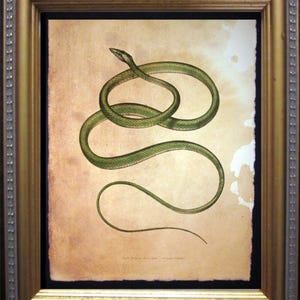May include: A vintage illustration of a green snake with a brown background. The snake is curled up in a figure eight shape. The image is framed in a gold frame.