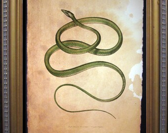 Green Vine Snake Art Print, Tea Stained Paper (8x10)