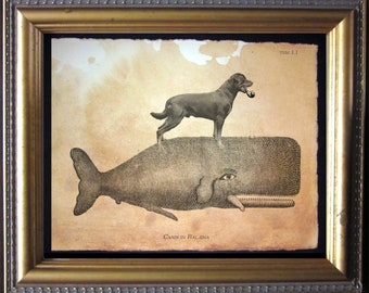 May include: Framed artwork featuring a dog with a pipe standing on a whale illustration. The artwork has a vintage aesthetic with sepia tones and a gold frame. Text includes "TSM 1.1" and "CANIS IN BALENA".