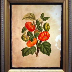 Tomatoes Art Print  Tomato Art Print  Tomato Garden Art Print   on Tea Stained Paper       xmas  for momWFH office artdog christmas gift
