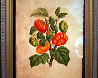 Tomatoes Art Print  Tomato Art Print  Tomato Garden Art Print   on Tea Stained Paper       xmas  for momWFH office artdog christmas gift