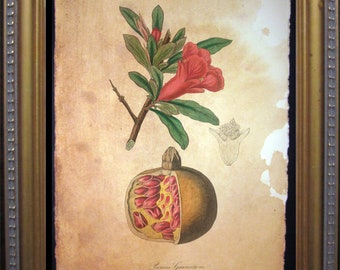 Pomegranate Vintage Botanical Illustration Vintage Art Print Tea Stained rustic art novelty  for her  for chi omega WFH office art
