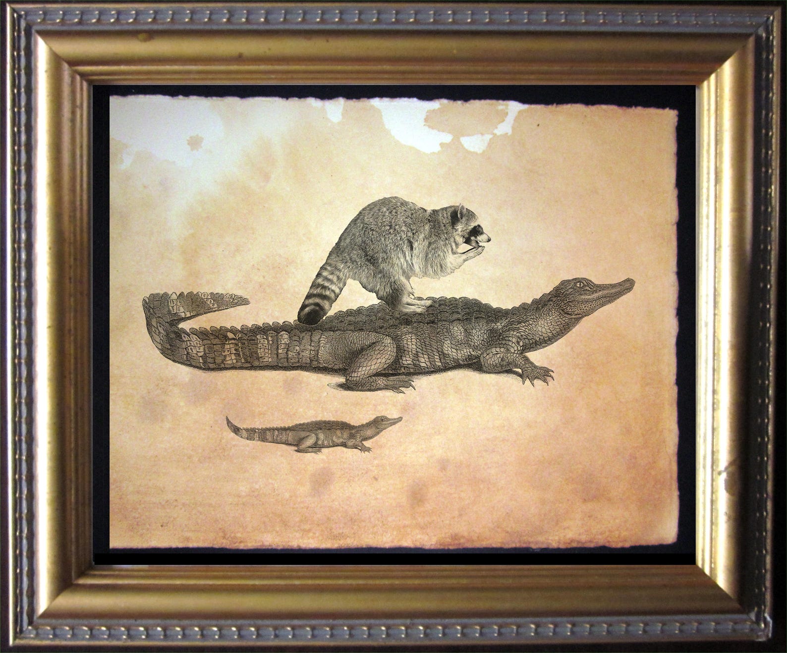 Raccoon Riding Alligator – Vintage Collage Art Print on Tea-stained ...